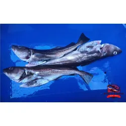 Dorsz - tusza z głową